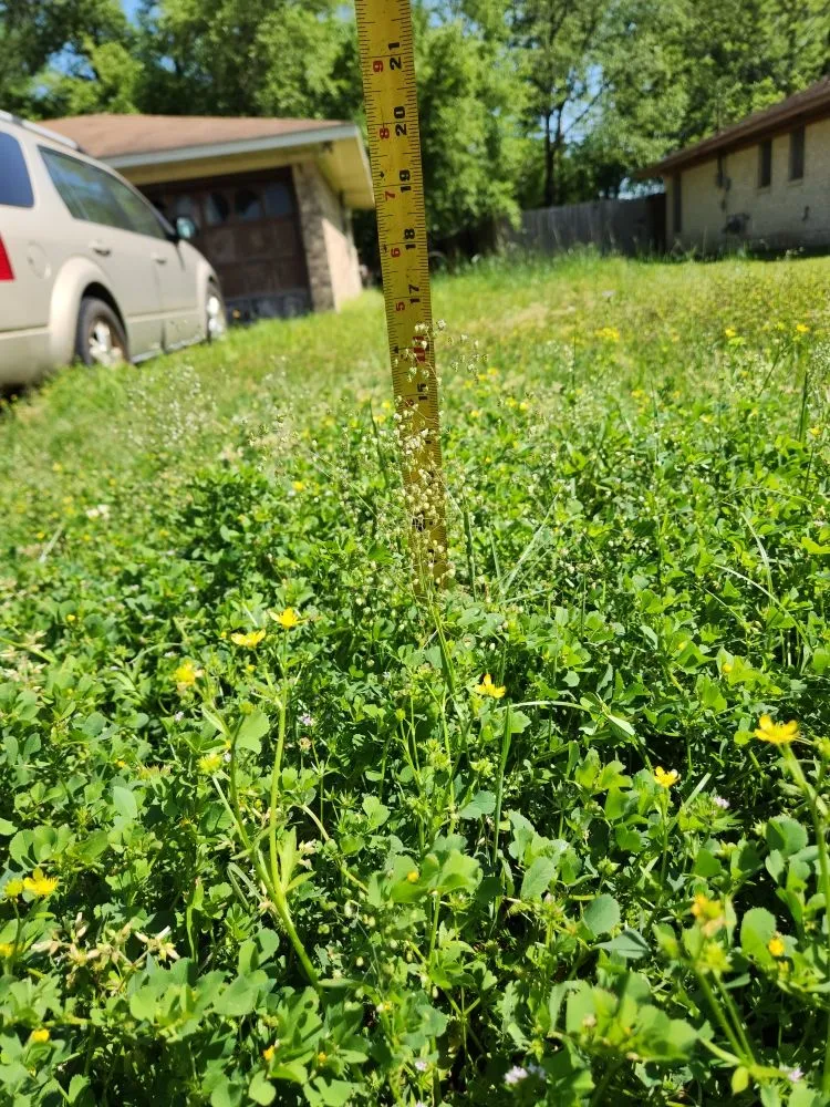 Professional lawn mowing service in Livingston, TX - Rainbows Yard Maintenance