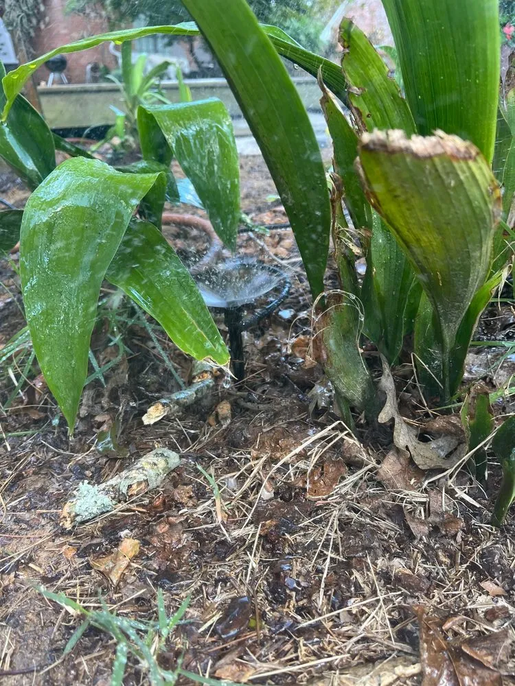 Affordable landscape installation in Pulaski, MS by Raindance Irrigation