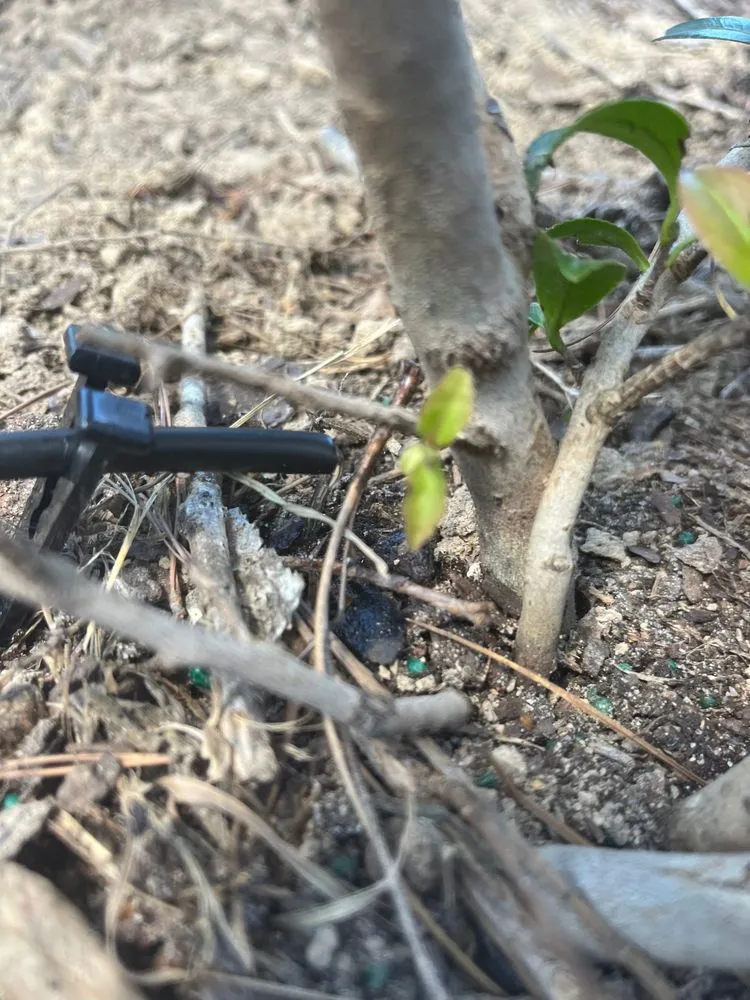 Reliable landscaping services in Pulaski, MS - Raindance Irrigation