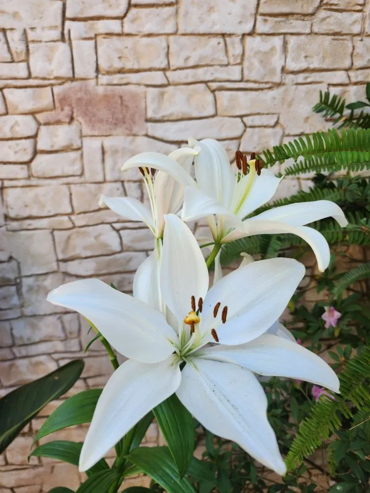 Professional yard cleanup service in Boerne, TX - Rainfall Lawn Services