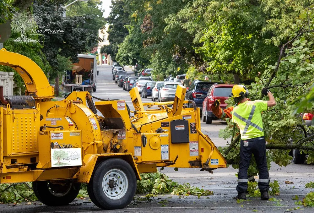Affordable landscape installation with custom design in Oakland Park, FL by RainForest Management