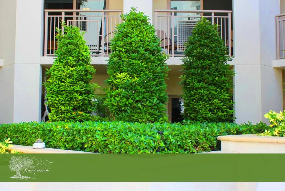 Top-rated lawn care service in Oakland Park, FL - RainForest Management