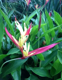 Trusted yard maintenance in Palm Harbor, FL - Rainmaker Irrigation & Landscaping