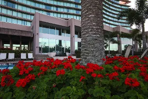 Professional landscape installation for residential properties in Palm Harbor, FL by Rainmaker Irrigation & Landscaping