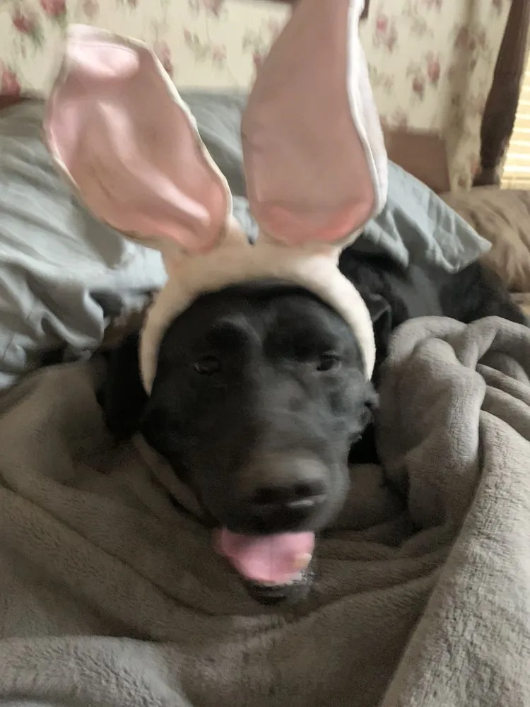 Top-rated lawn mowing service for homes across Beaverton, OR - Rainmont Landscape Maintenance