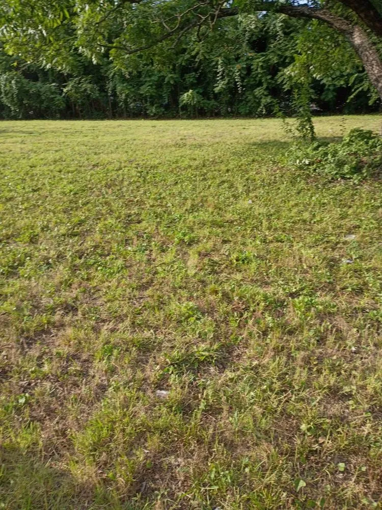 Affordable yard cleanup service in Fort Worth, TX - Rains Lawn and Landscaping