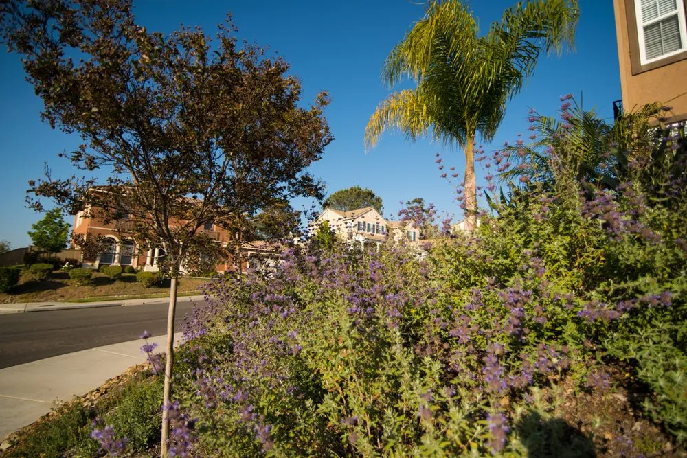 Expert residential landscaping in San Diego, CA by Rainscape Environmental Management