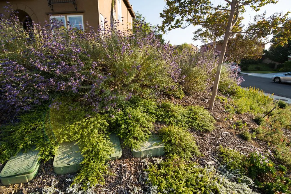 Custom residential landscaping in San Diego, CA - Rainscape Environmental Management