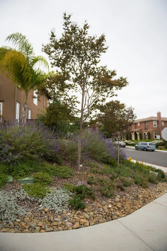 Top-rated lawn mowing service in San Diego, CA - Rainscape Environmental Management