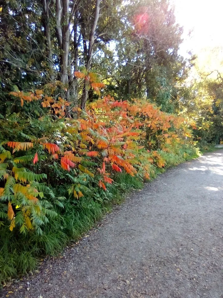 Trusted landscaping services for residential properties in San Diego, CA by Rainscape Environmental Management