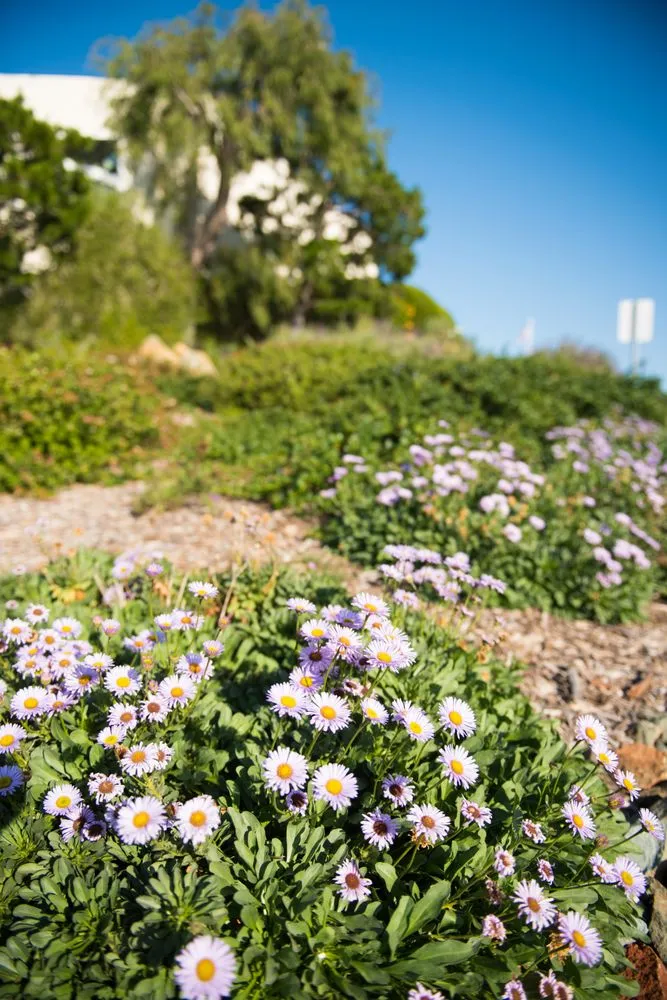 Top-rated residential landscaping for homes in San Diego, CA by Rainscape Environmental Management