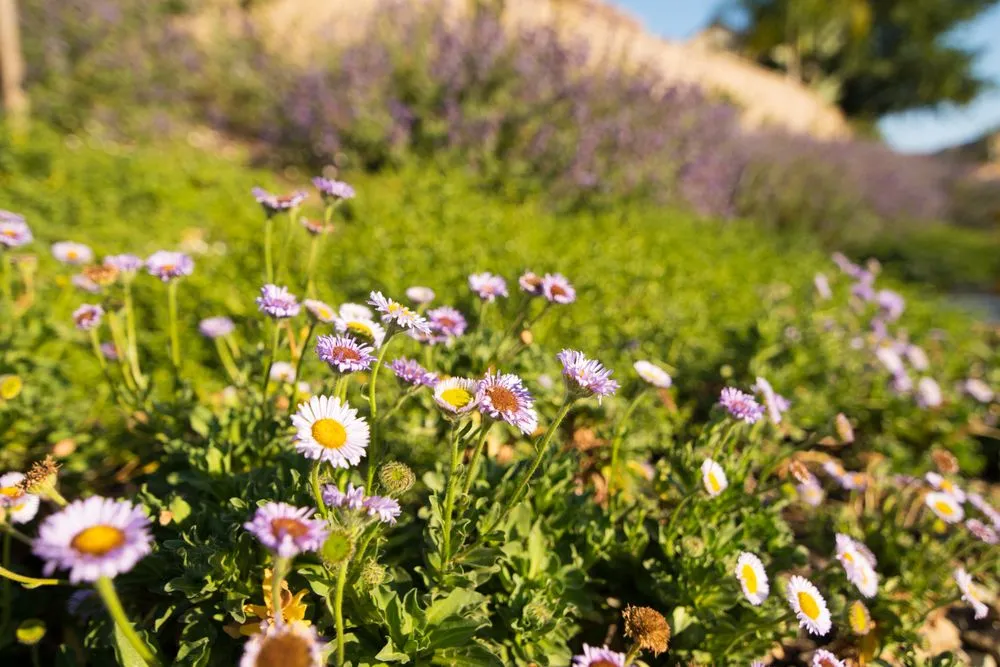 Top-rated yard maintenance in San Diego, CA - Rainscape Environmental Management