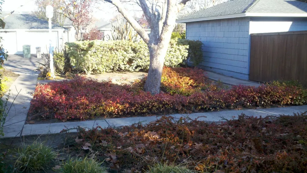 Affordable yard maintenance for outdoor upgrades in San Luis Obispo, CA by Rainscape