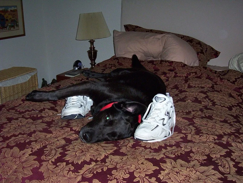 Top-rated landscape design in San Luis Obispo, CA - Rainscape