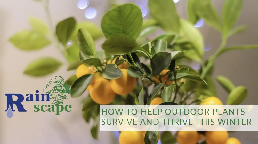 Reliable landscaping services in Visalia, CA - Rainscape