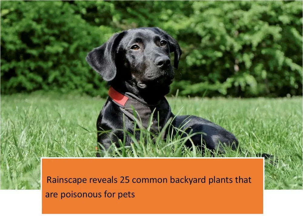 Reliable yard cleanup service experts serving Visalia, CA - Rainscape