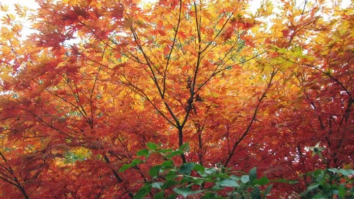 Affordable landscape design experts serving Corvallis, OR - Rainsweet Landscape Services