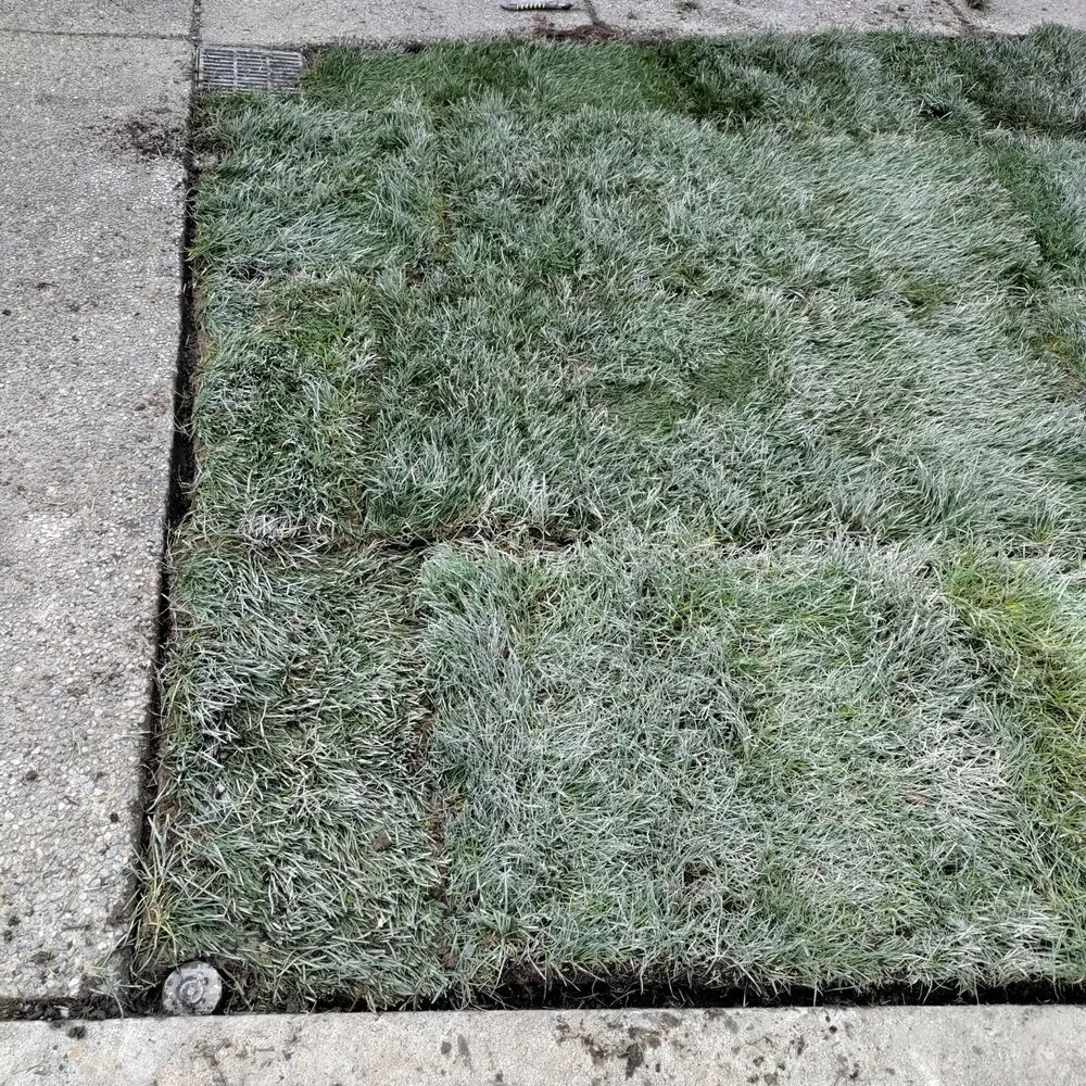 Top-rated lawn care service in Federal Way, WA - Rainwater Landscapes