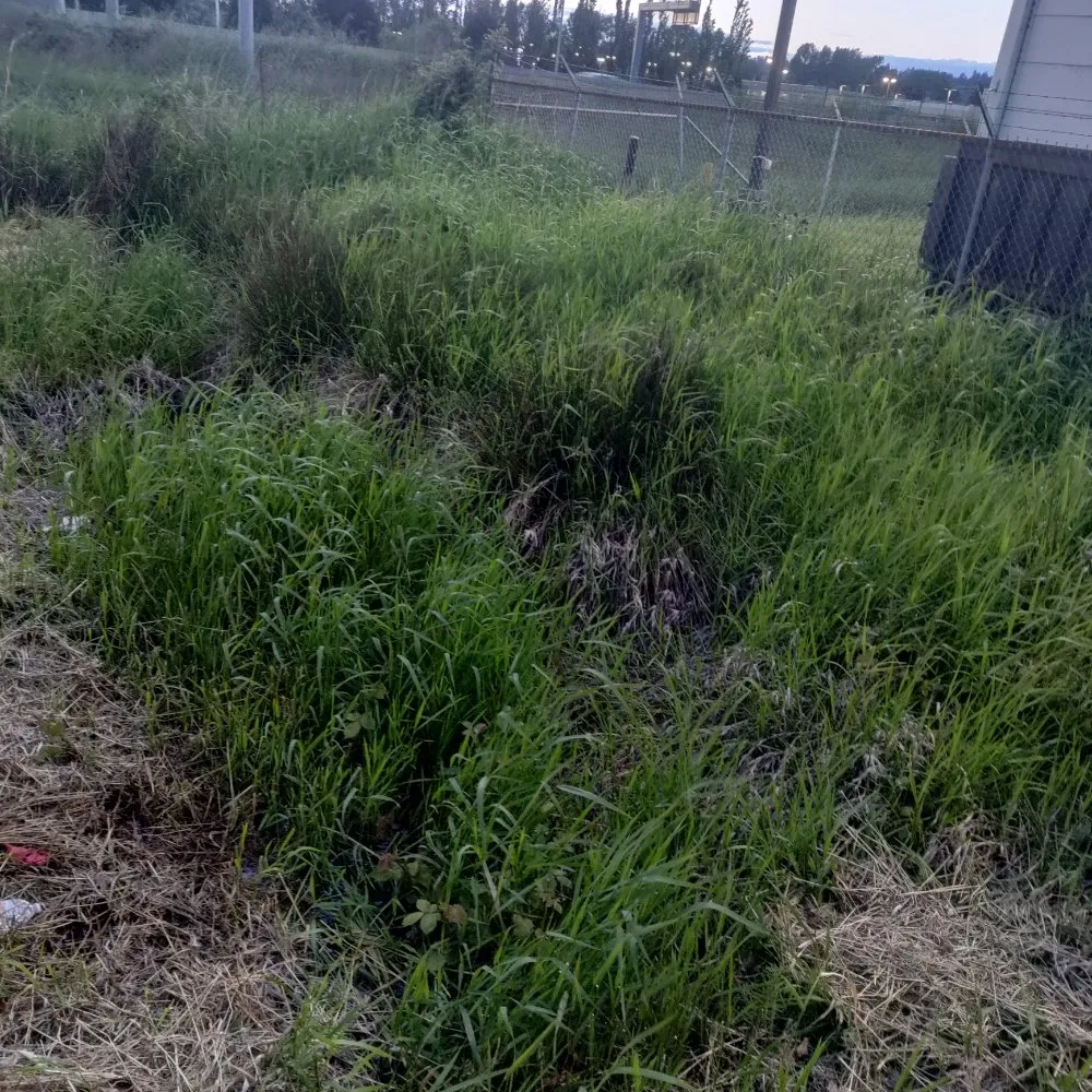 Custom residential landscaping for outdoor upgrades in Federal Way, WA by Rainwater Landscapes