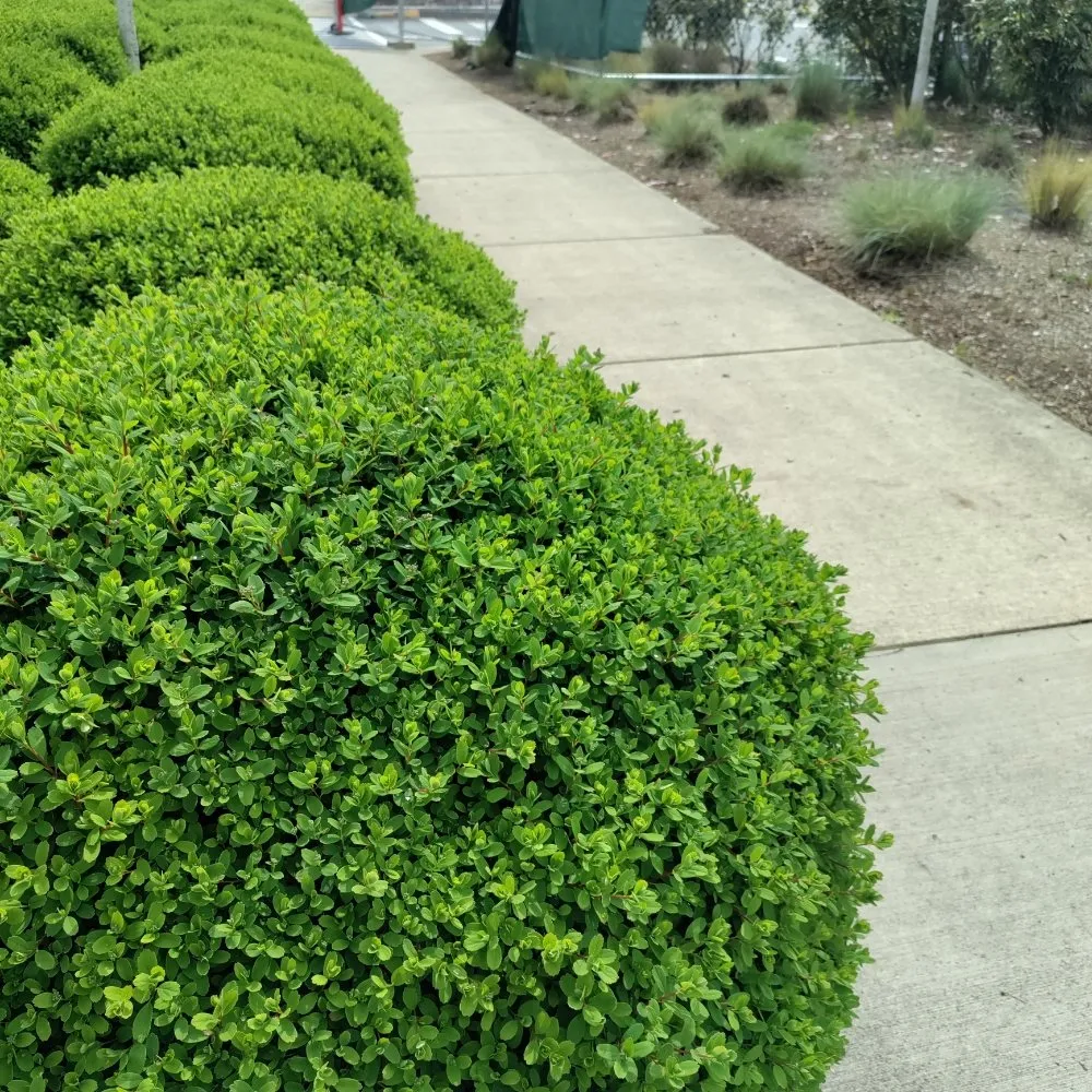 Top-rated lawn care service near you in Federal Way, WA by Rainwater Landscapes