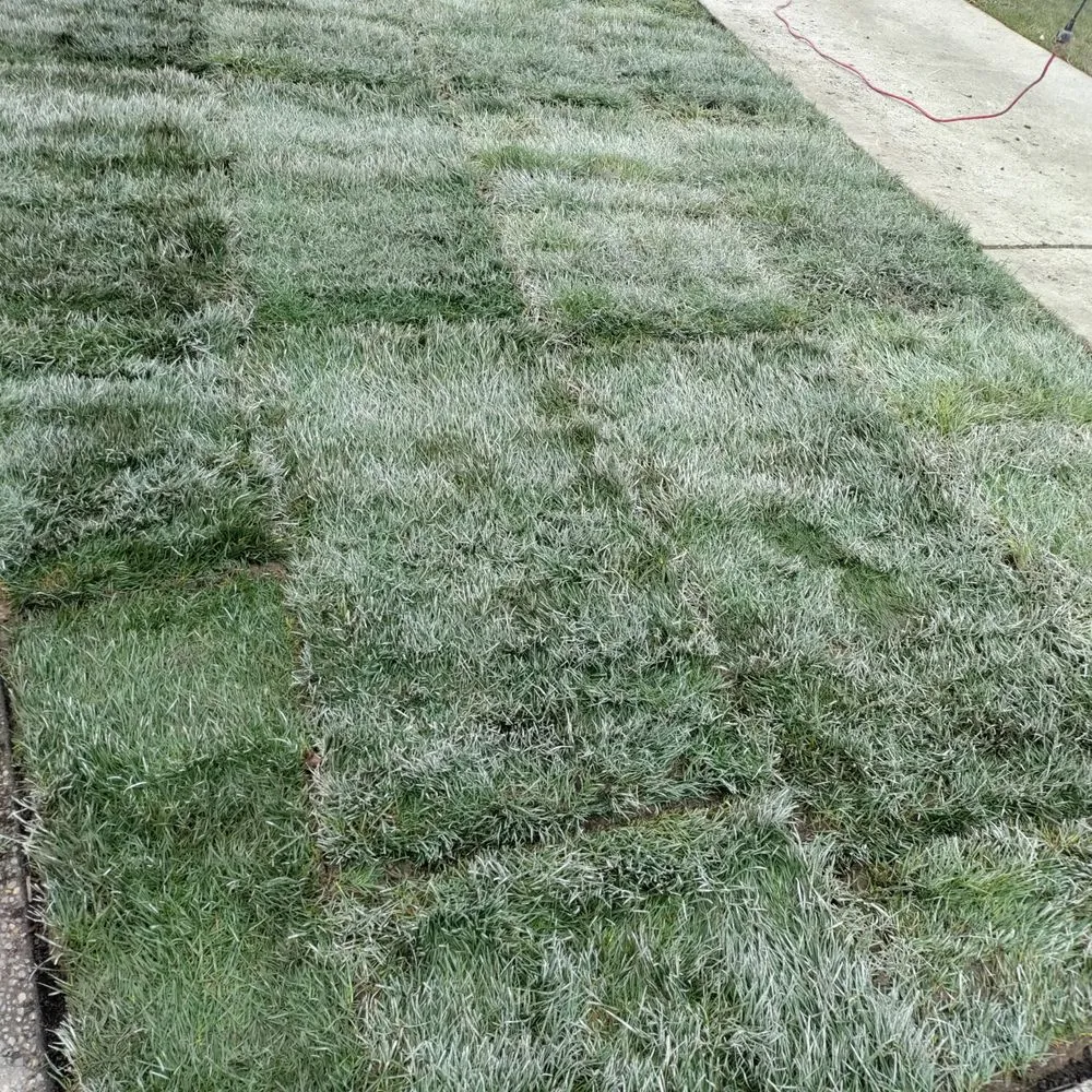 Local landscape installation in Federal Way, WA - Rainwater Landscapes