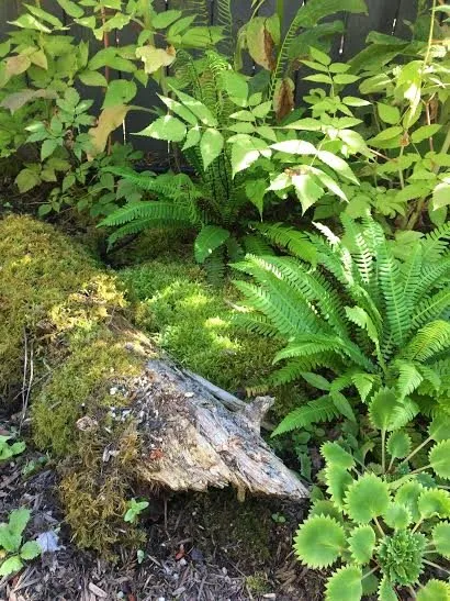 Expert residential landscaping in Mountlake Terrace, WA - Rainy Day Flora