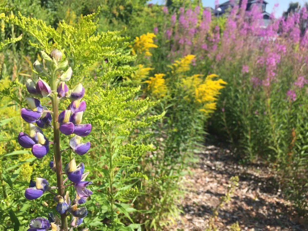 Expert landscaping services experts serving Mountlake Terrace, WA - Rainy Day Flora