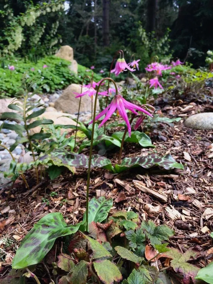 Local landscape design in Mountlake Terrace, WA by Rainy Day Flora