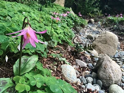 Local outdoor landscaping in Mountlake Terrace, WA by Rainy Day Flora