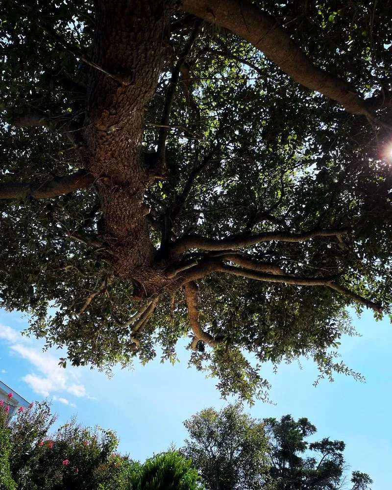 Reliable lawn mowing service in Kill Devil Hills, NC - Raising Kanes Landscaping