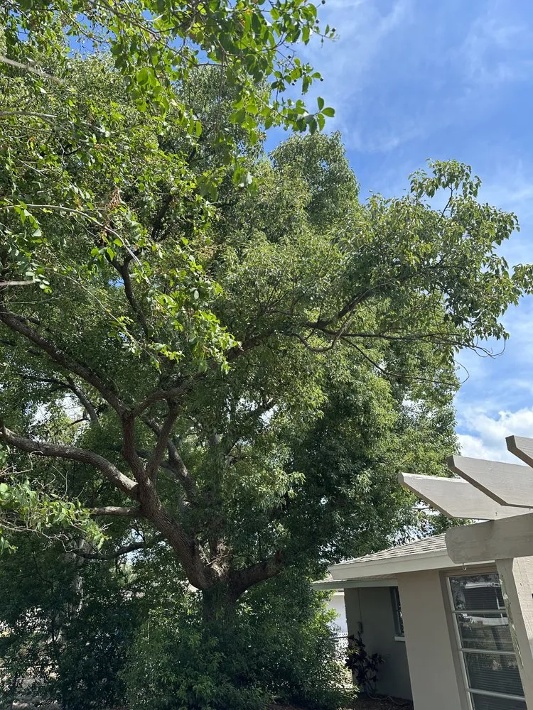 Expert yard cleanup service in Spring Hill, FL by Raking It In