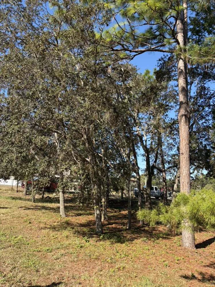 Reliable landscaping services in Spring Hill, FL - Raking It In