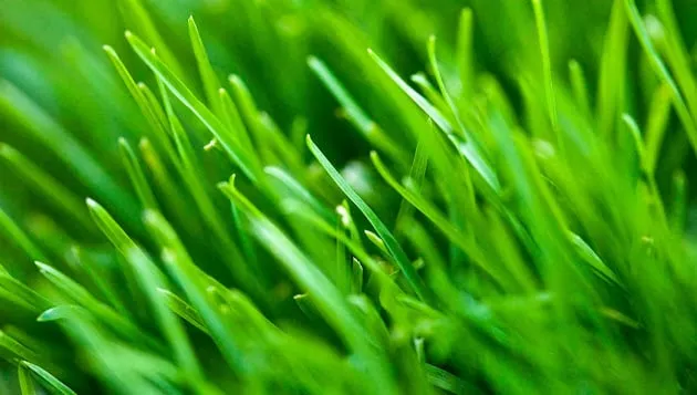 Expert lawn care service experts serving Hazel Park, MI - Ral Lawn & Shrub Care