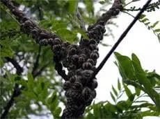 Reliable outdoor landscaping in Hazel Park, MI by Ral Lawn & Shrub Care