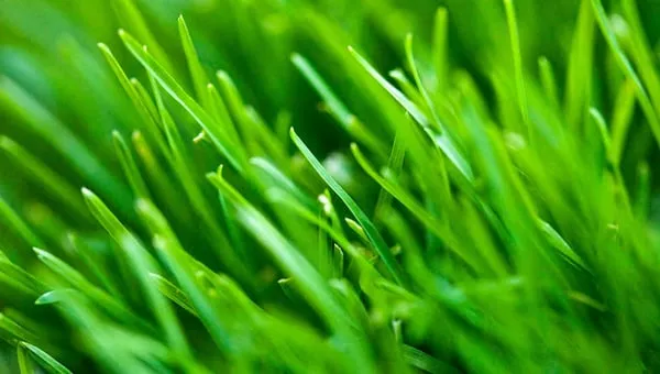 Ral Lawn & Shrub Care