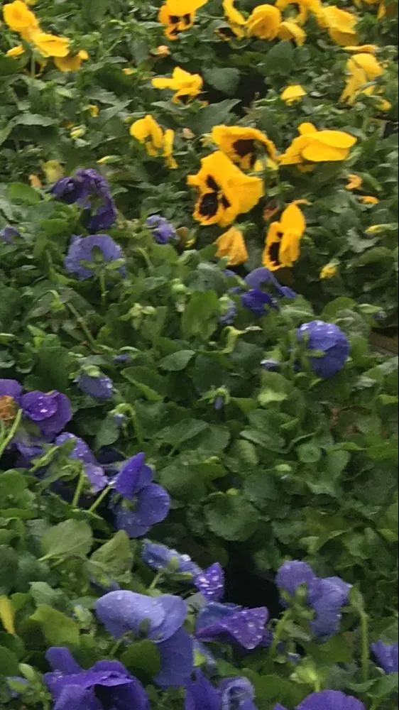 Reliable residential landscaping in Jefferson, LA - R.Allen's Lawn Care, Landscaping,and Complete Yard Maintenance