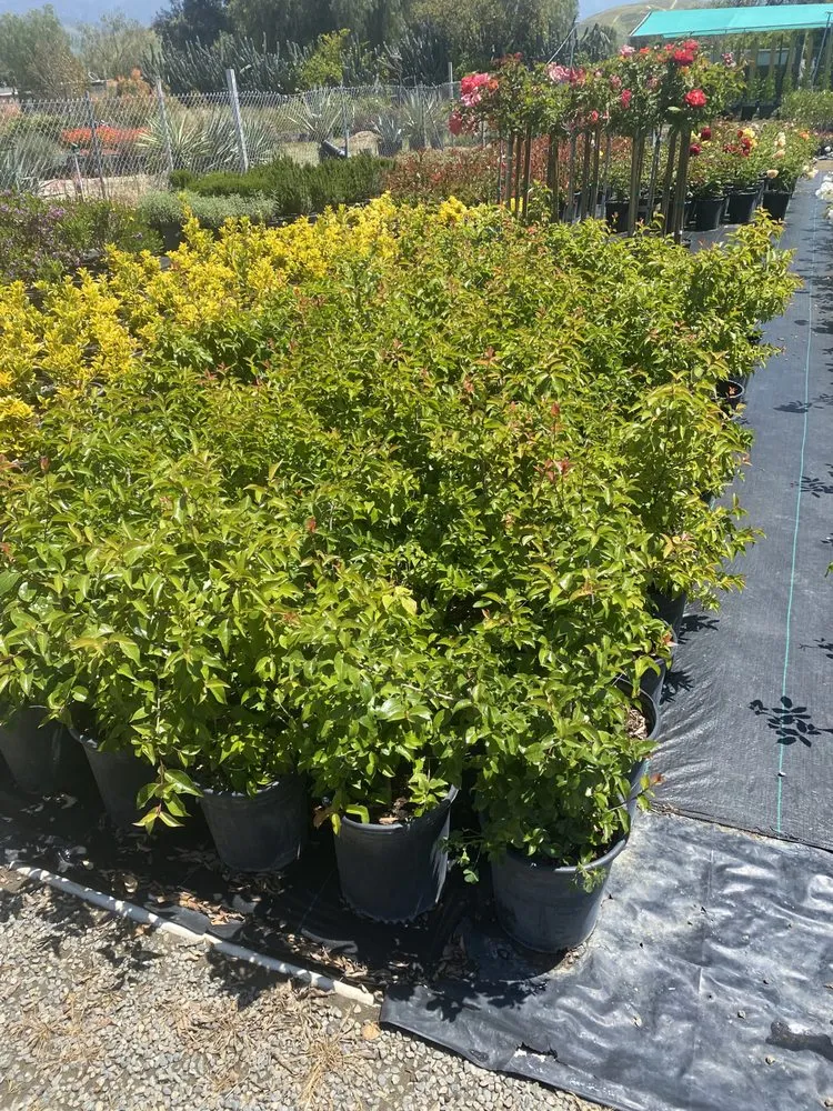 Affordable yard maintenance for outdoor upgrades across San Bernardino, CA - Ralphs Nursery