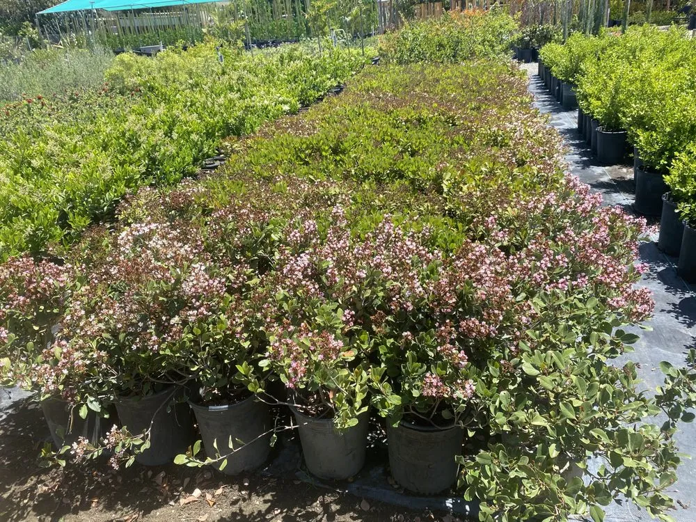 Affordable lawn mowing service in San Bernardino, CA - Ralphs Nursery