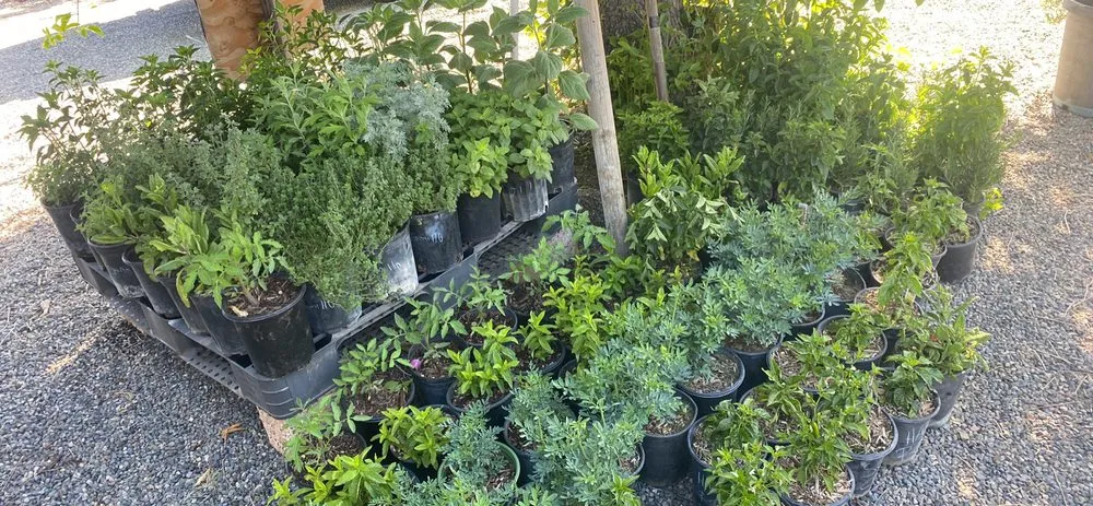 Custom garden landscaping in San Bernardino, CA by Ralphs Nursery