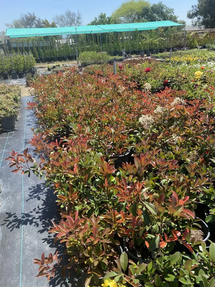 Top-rated residential landscaping experts serving San Bernardino, CA - Ralphs Nursery