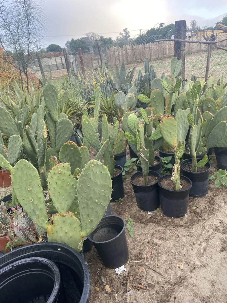 Trusted lawn care service near you in San Bernardino, CA by Ralphs Nursery