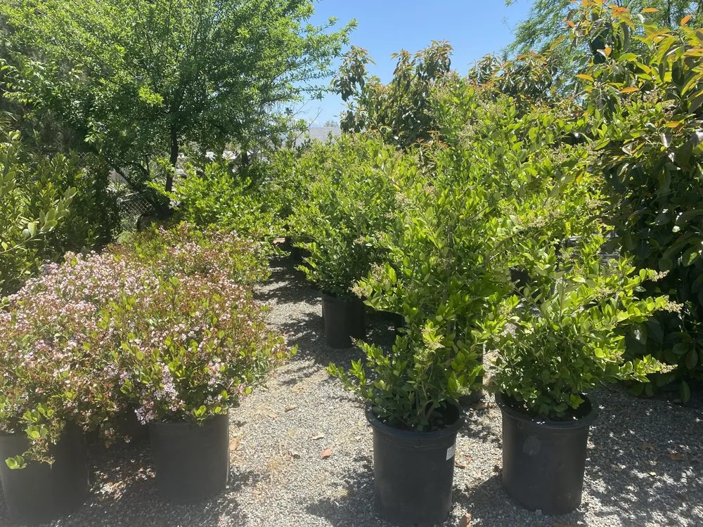 Top-rated yard maintenance experts serving San Bernardino, CA - Ralphs Nursery