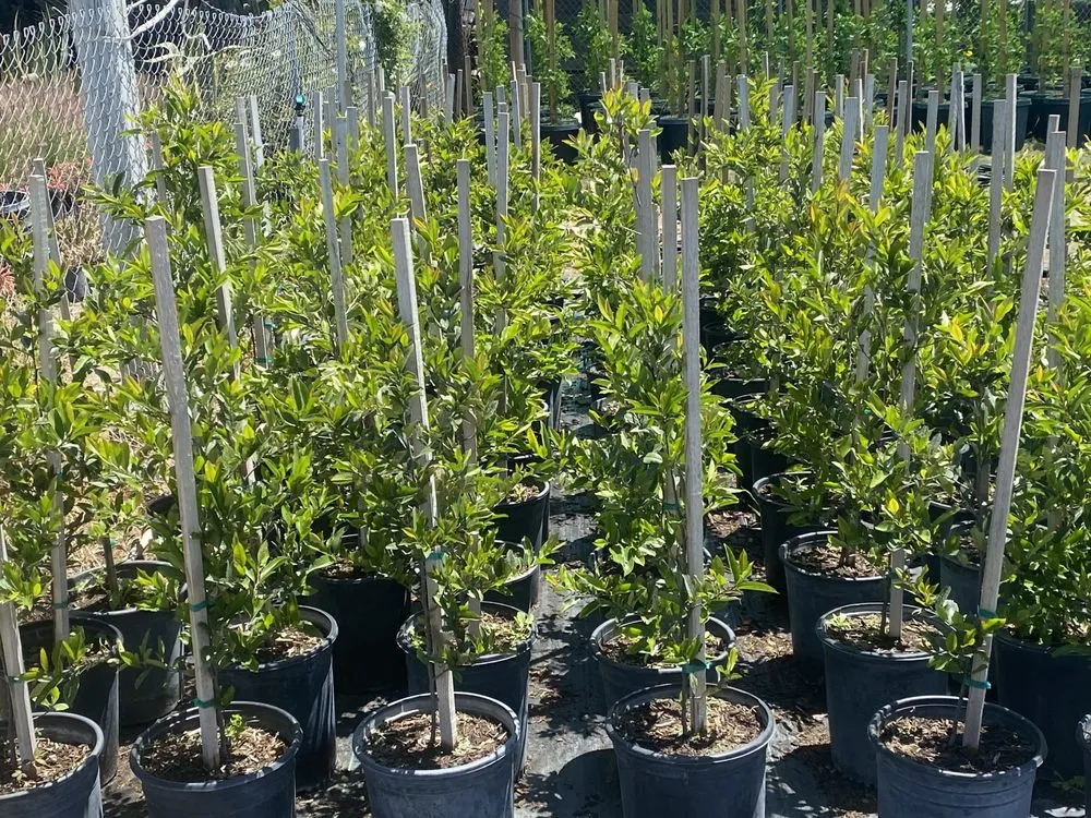 Custom garden landscaping near you across San Bernardino, CA - Ralphs Nursery