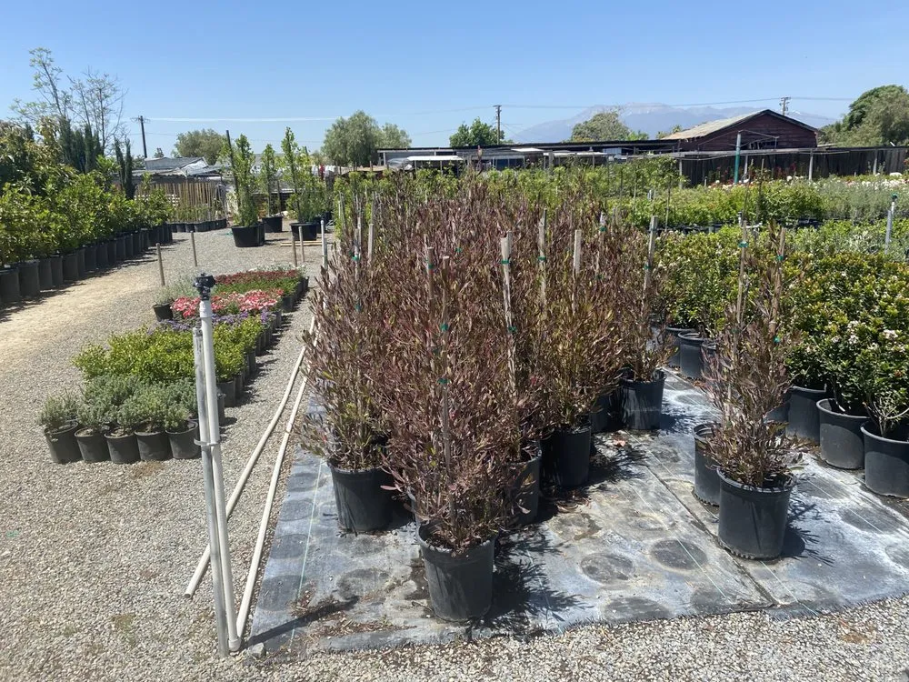 Professional landscape installation in San Bernardino, CA by Ralphs Nursery