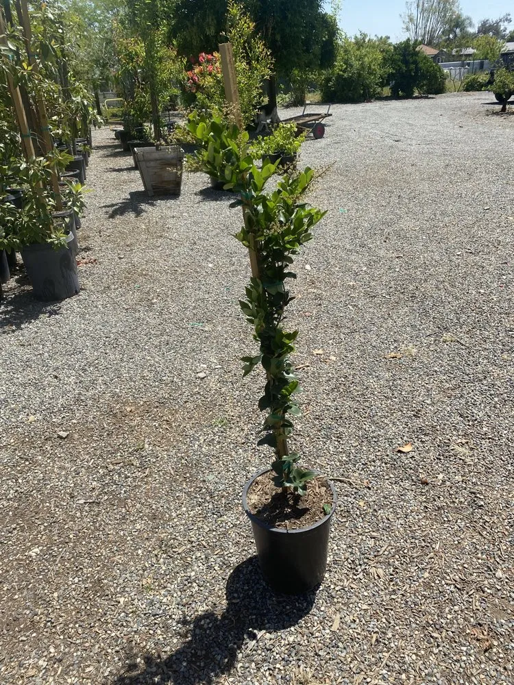 Professional garden landscaping in San Bernardino, CA - Ralphs Nursery