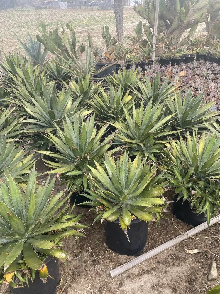 Affordable outdoor landscaping experts serving San Bernardino, CA - Ralphs Nursery