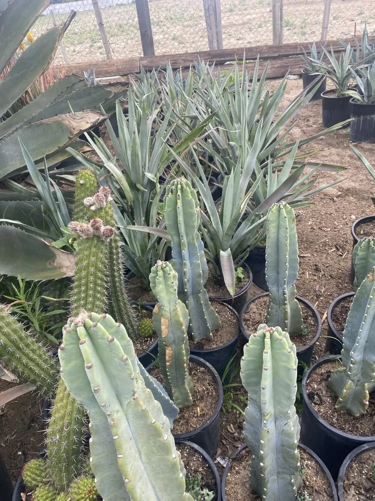 Expert yard cleanup service near you in San Bernardino, CA by Ralphs Nursery