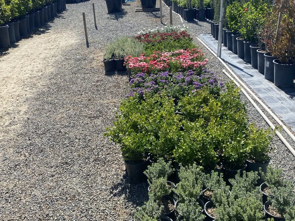 Local landscaping services in San Bernardino, CA by Ralphs Nursery