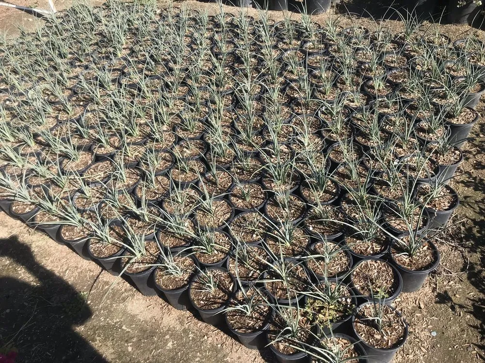 Local residential landscaping for year-round maintenance across San Bernardino, CA - Ralphs Nursery