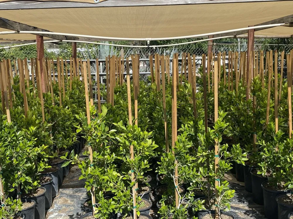 Custom lawn mowing service experts serving San Bernardino, CA - Ralphs Nursery